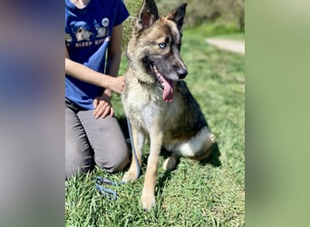 Wunderschöner, liebevoller Husky ähnlicher Junghund, 1J., kastriert*
