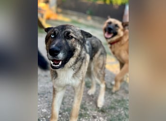 Wunderschöner, liebevoller Husky ähnlicher Junghund, 1J., kastriert*