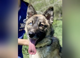Wunderschöner, liebevoller Husky ähnlicher Junghund, 1J., kastriert*