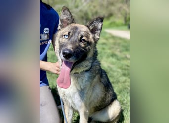 Wunderschöner, liebevoller Husky ähnlicher Junghund, 1J., kastriert*
