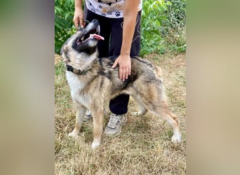 Wunderschöner, liebevoller Husky ähnlicher Junghund, 1J., kastriert*