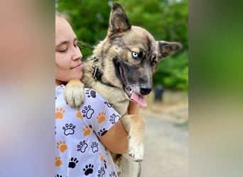 Wunderschöner, liebevoller Husky ähnlicher Junghund, 1J., kastriert*