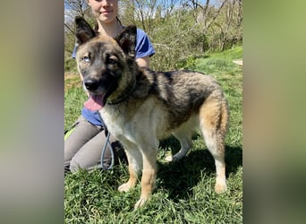 Wunderschöner, liebevoller Husky ähnlicher Junghund, 1J., kastriert*