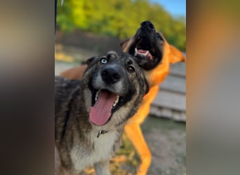Wunderschöner, liebevoller Husky ähnlicher Junghund, 1J., kastriert*
