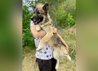 Wunderschöner, liebevoller Husky ähnlicher Junghund, 1J., kastriert*