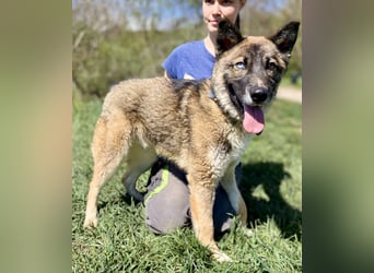 Wunderschöner, liebevoller Husky ähnlicher Junghund, 1J., kastriert*