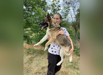 Wunderschöner, liebevoller Husky ähnlicher Junghund, 1J., kastriert*