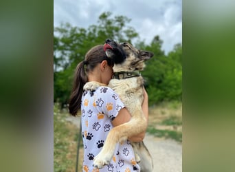 Wunderschöner, liebevoller Husky ähnlicher Junghund, 1J., kastriert*