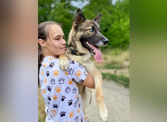 Wunderschöner, liebevoller Husky ähnlicher Junghund, 1J., kastriert*