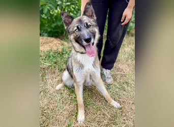 Wunderschöner, liebevoller Husky ähnlicher Junghund, 1J., kastriert*