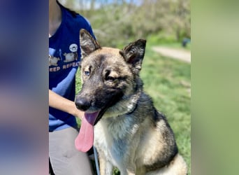 Wunderschöner, liebevoller Husky ähnlicher Junghund, 1J., kastriert*