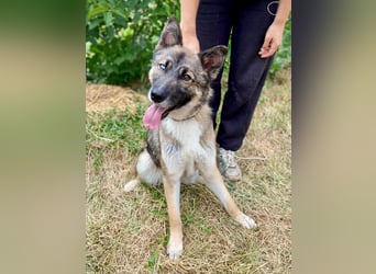 Wunderschöner, liebevoller Husky ähnlicher Junghund, 1J., kastriert*