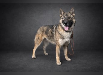 Wunderschöner, liebevoller Husky ähnlicher Junghund, 1J., kastriert*