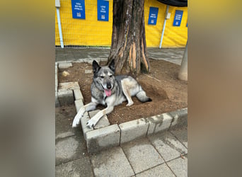 Leika, lieb treu mit mittlerem Temperament 2019 geb., 17 kg