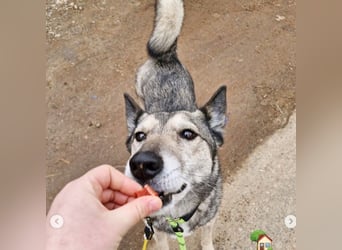 Leika, lieb treu mit mittlerem Temperament 2019 geb., 17 kg