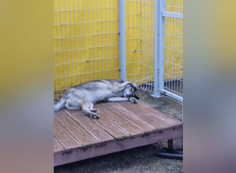 Leika, lieb treu mit mittlerem Temperament 2019 geb., 17 kg