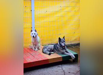 Leika, lieb treu mit mittlerem Temperament 2019 geb., 17 kg