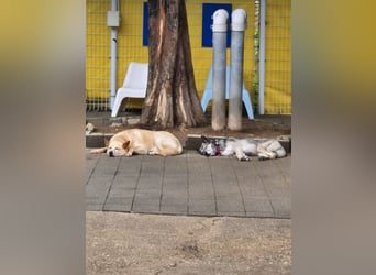 Leika, lieb treu mit mittlerem Temperament 2019 geb., 17 kg