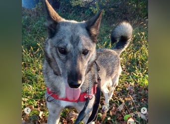 Leika, lieb treu mit mittlerem Temperament 2019 geb., 17 kg