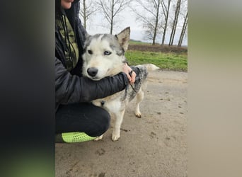 Notfall Gloria – sie braucht dringend Nähe statt Zwinger