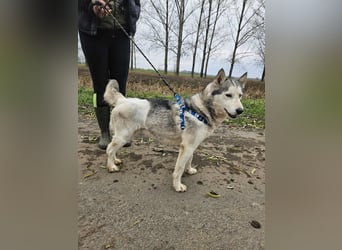 Notfall Gloria – sie braucht dringend Nähe statt Zwinger