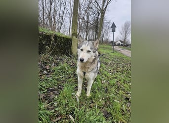 Notfall Gloria – sie braucht dringend Nähe statt Zwinger