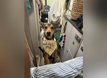 Humberto ist ein wahrer Traumhund