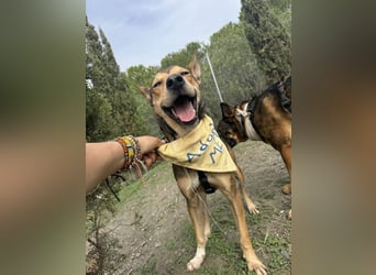 Humberto ist ein wahrer Traumhund