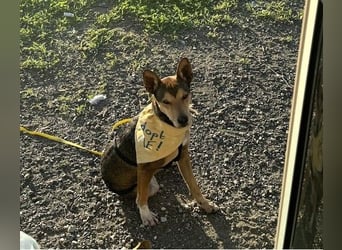 Humberto ist ein wahrer Traumhund