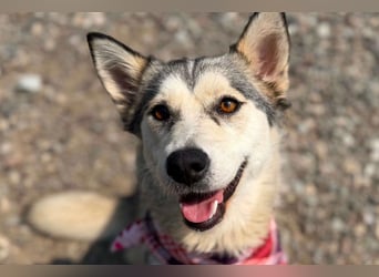 Husky-Mix-Junghündin♥ Lola ♥ verspielt, dominant, verschmust