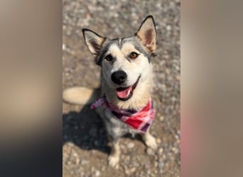 Husky-Mix-Junghündin♥ Lola ♥ verspielt, dominant, verschmust
