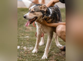 Husky-Mix-Rüde Barki: sozial,offen,treu