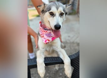 Husky-Mix-Junghündin♥ Lola ♥ verspielt, dominant, verschmust
