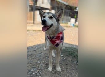 Husky-Mix-Junghündin♥ Lola ♥ verspielt, dominant, verschmust