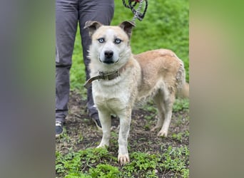 BALTIMOR Ein Traumhund für Alle (Ukraine)