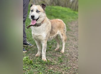 BALTIMOR Ein Traumhund für Alle (Ukraine)