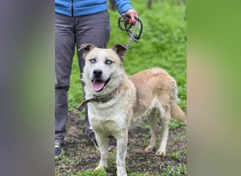 BALTIMOR Ein Traumhund für Alle (Ukraine)