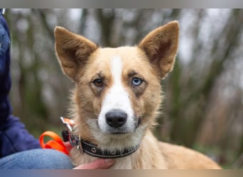 Tavita - Verspielt & Lebensfroh (Ukraine)