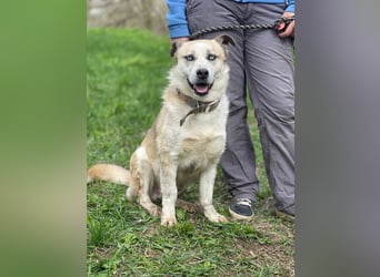BALTIMOR Ein Traumhund für Alle (Ukraine)