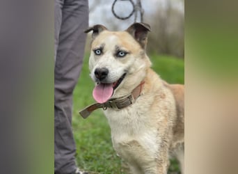 BALTIMOR Ein Traumhund für Alle (Ukraine)