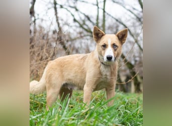 Tavita - Verspielt & Lebensfroh (Ukraine)