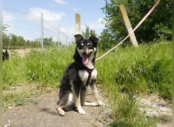 Lakota wünsche sich ein Zuhause