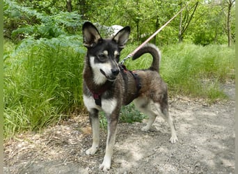 Aktive Anouk sucht ein liebevolles Zuhause