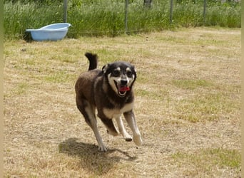 Aktive Anouk sucht ein liebevolles Zuhause