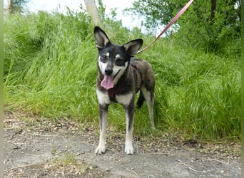 Aktive Anouk sucht ein liebevolles Zuhause