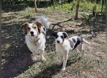 Jessy sucht eine liebevolle Familie