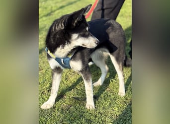 Hübsche Alexa sucht eine liebevolle Fami