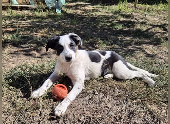 Jessy sucht eine liebevolle Familie