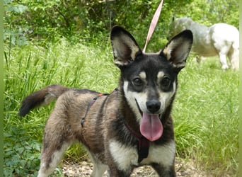 Aktive Anouk sucht ein liebevolles Zuhause