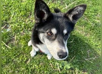 Hübsche Alexa sucht eine liebevolle Fami